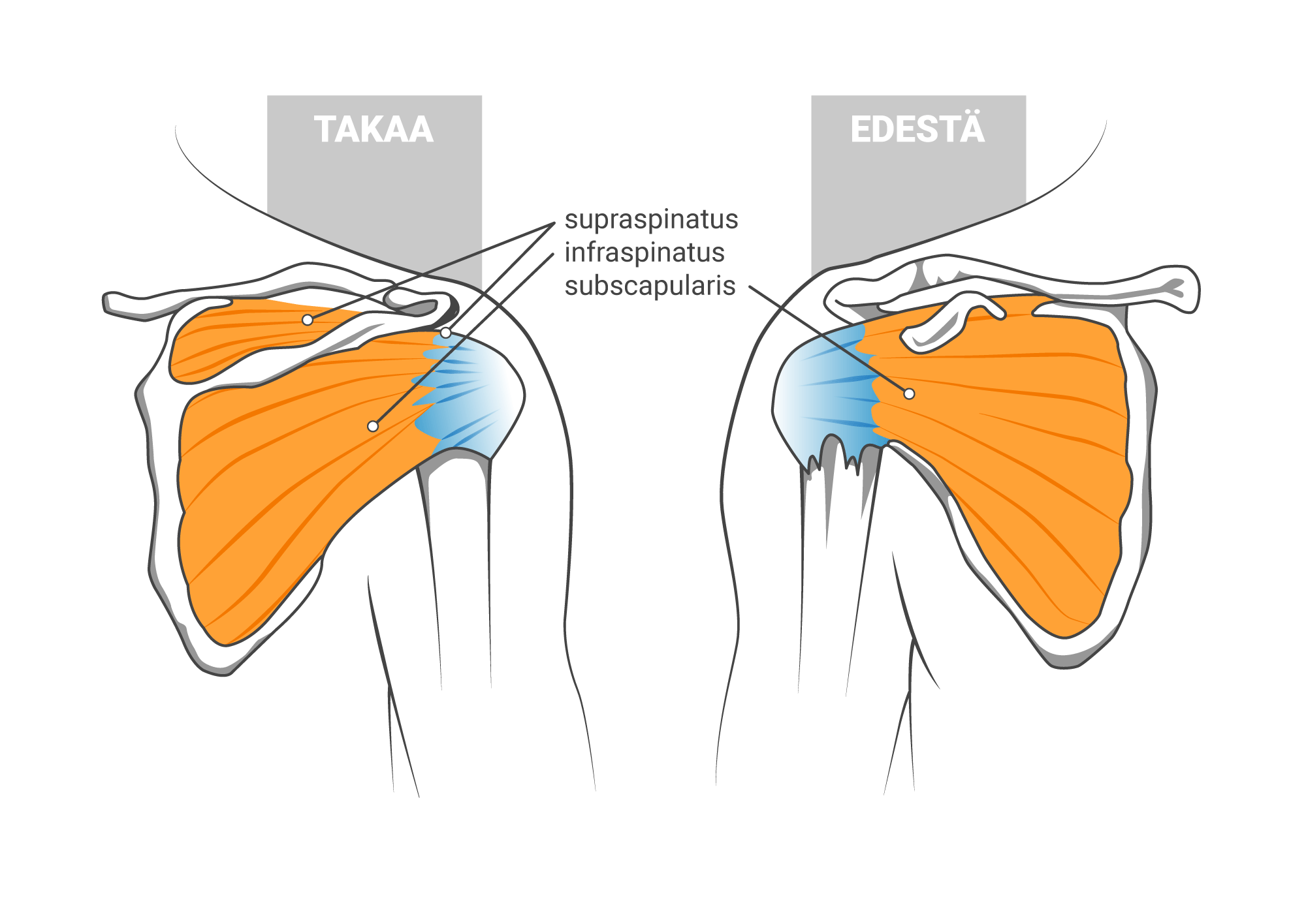 Kiertäjäkalvosimen anatomia edestä ja takaa